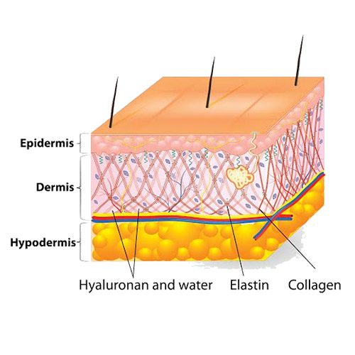 skin-layers.jpg skin-layers.jpg